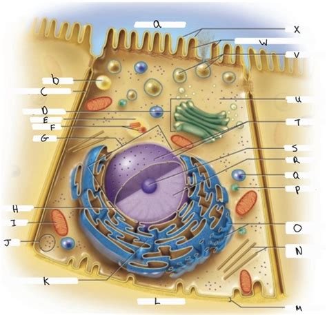 Cell Structure Flashcards Quizlet