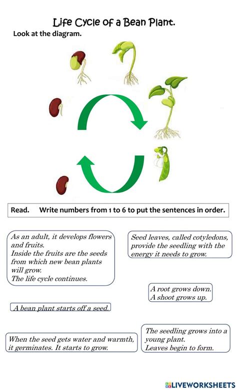 Bean Lifecycle worksheet | Plant life cycle worksheet, Plant life ... - Worksheets Library