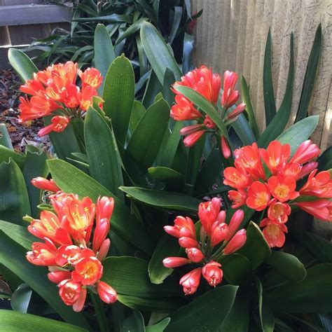 Clivia 'Red' 1L Pot - Hello Hello Plants