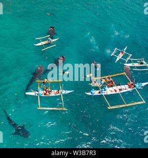 People Snorkeling And And Watch Whale Sharks From Above Oslob A