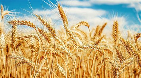 Wheat Procurement Campaign Starts In Punjab