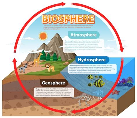 Premium Vector | Biosphere Ecology Infographic for Learning