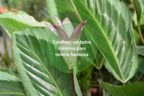 Calathea cuidados mínimos para tenerla hermosa Jardineria Limpia