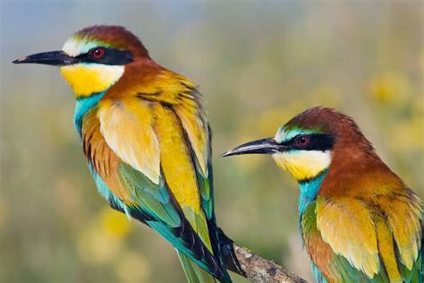 Los mejores pájaros para tener en casa como mascotas eAnuncios