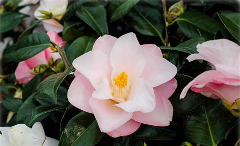 Camellia Japonica Hagoromo Camellia FLORA TOSKANA