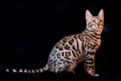 Origen Y Caracter Sticas Gato Bengal