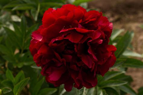 Brooks Gardens Peonies — Nine Dark Red Peonies to Fall in Love With