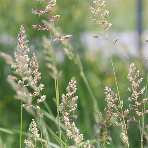 11 Of The Worst Invasive Plants In Maine And 22 Natives To Plant Instead