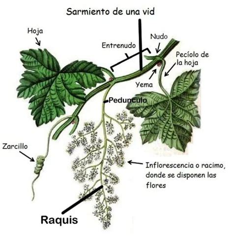 Caracteres De Los Sarmientos De Las Variedades De Vid Hydroponik