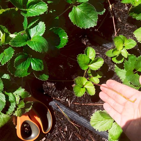 How To Propagate Strawberries From Runners Just A Girl And Her Homestead