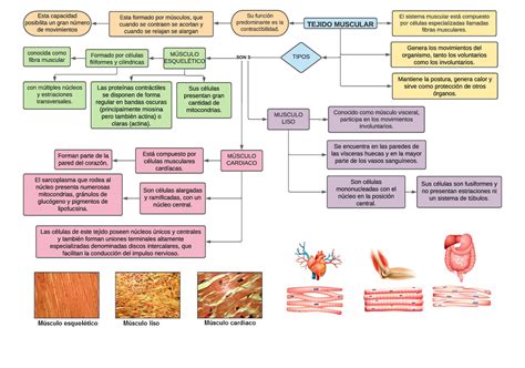 Mapa Conceptual Del Sistema Muscular 3 TEJIDO MUSCULAR Esta Formado