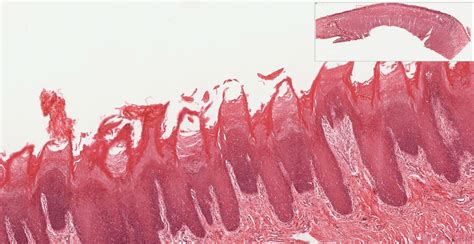 Oral Cavity And Salivary Glands Histology