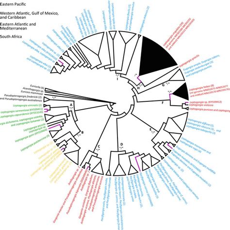 Maximum Likelihood Phylogenetic Reconstruction Of The Genus Leptogorgia