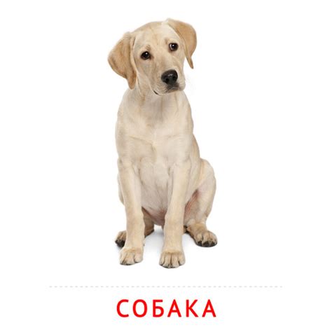 Взрослая Собака: карточка Домана | скачать или распечатать