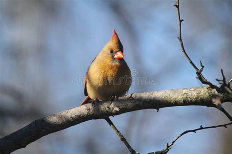 Northern Cardinal Eggs Cardinalis Cardinalis Stock Photo Image Of