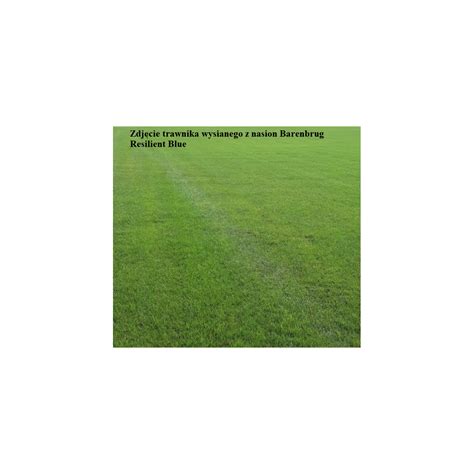 Trawa Barenbrug Resilient Blue Lawn 5kg Nawóz BarFertile START 5kg