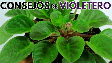 como tener éxito con las violetas africanas CHUYITO JARDINERO YouTube