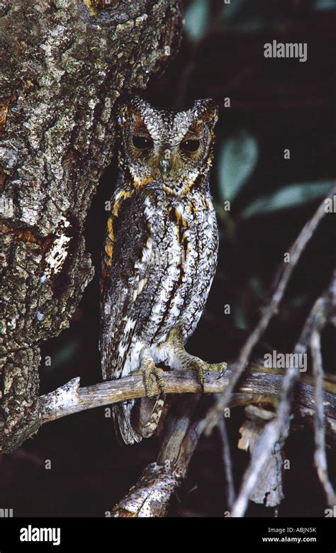 Flammulated Owl Otus Flammeolus Chiricahua Mountains Arizona Usa May