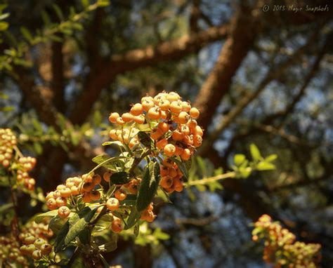 Orange Thorn Citriobatus Pauciflorus Copyright © 2013 Ma Flickr