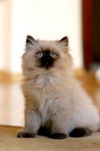 Persian Himalayan Himalayan Kitten Cat Breeds Pretty Cats