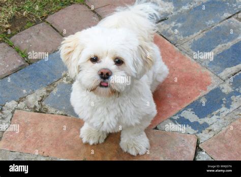 Lhasa Apso Dog On Hi Res Stock Photography And Images Alamy