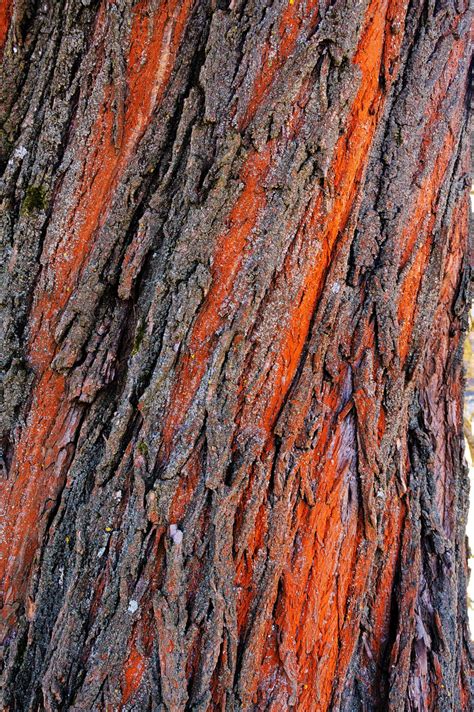 Banco de imagens árvore natureza ramo plantar madeira textura