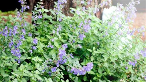 Avec Ces Plantes Tu Chasses Les Tiques De Ton Jardin Comment Conserver