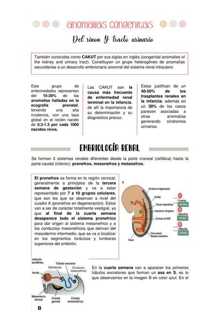 Enfermedades Cong Nitas Del Ri On Y V As Urinarias Morelia Centeno