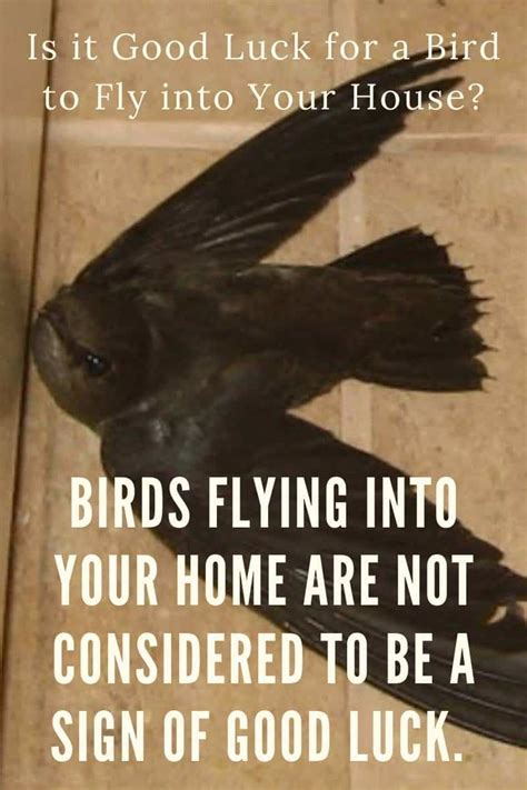 Bird In House Meaning - Good Luck Or Just Superstition?