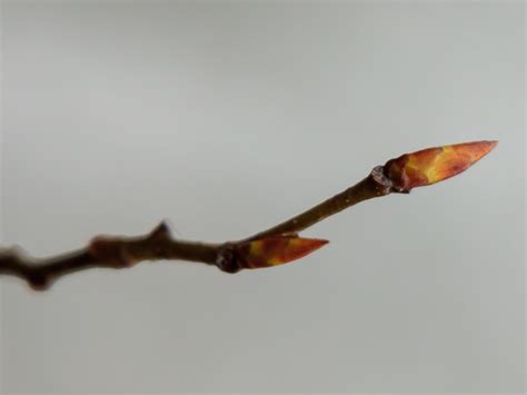 How To Tell Apart Hornbeam And Beech Buds Jack Raven Bushcraft