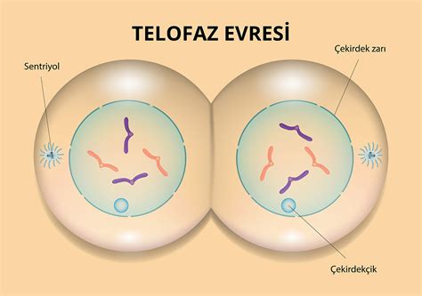 Mitoz Bölünme Nedir Mitoz Bölünme Evreleri Nelerdir Mitoz Bölünme