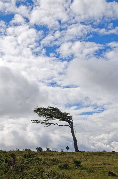 Background Pohon Bengkok Di Tierra Del Fuego Patagonia Argentina Foto