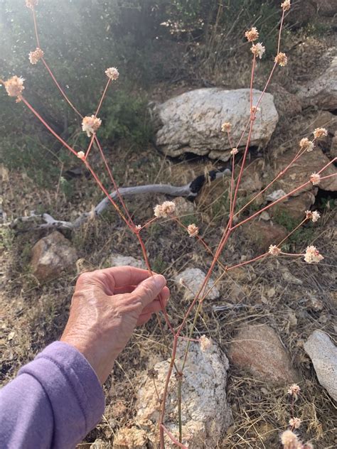 Naked Buckwheat From Santa Rosa And San Jacinto Mountains National