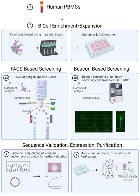 Antibody Cloning From Human Pbmcs Biocytogen