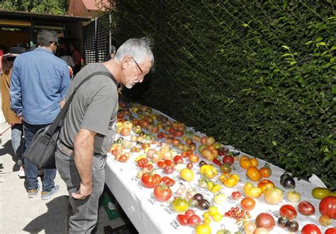 Los mejores tomates de España en la feria de Piñel de Abajo El Norte