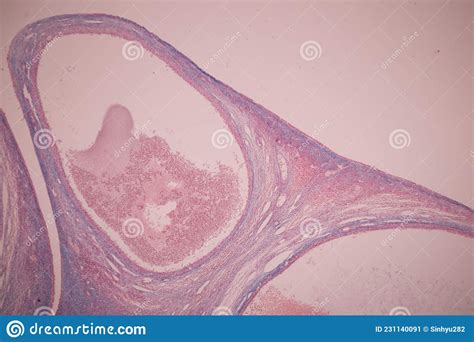 Ovary And Testis Human Cells Under Microscope Stock Image Image Of