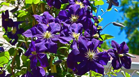 Is Clematis Considered an Annual, Biennial, or Perennial Plant?