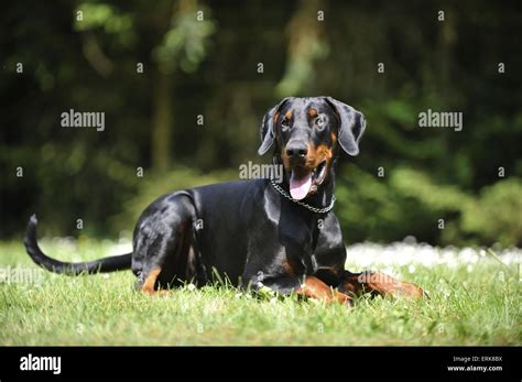 Lying Doberman Pinscher Stock Photo Alamy