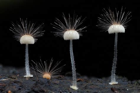 Fantastic Fungi The Startling Visual Diversity Of Mushrooms