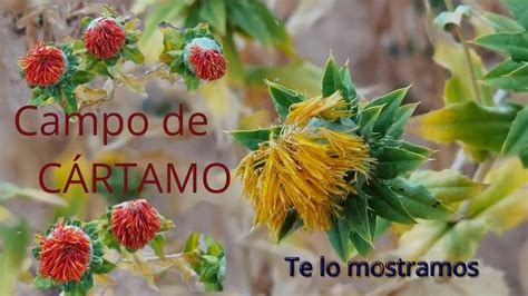 Campo De C Rtamo Te Lo Mostramos Youtube