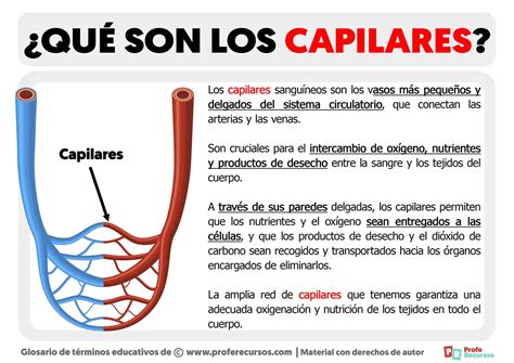Red Capilar Definición Estructura Y Función • Pelo Natural