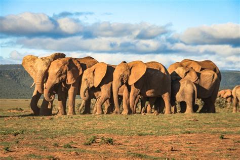 The potential impact of elephant extinction on global warming | FMT