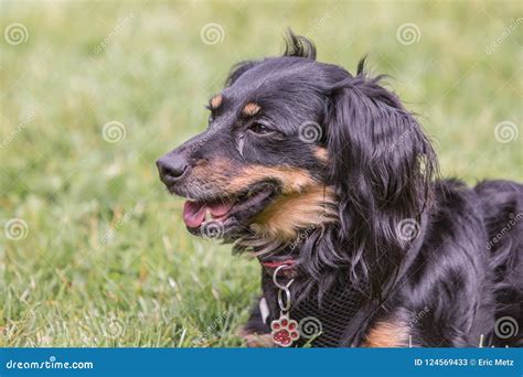 Dachshund Adult Dog Stock Image Image Of Brown Adult 124569433