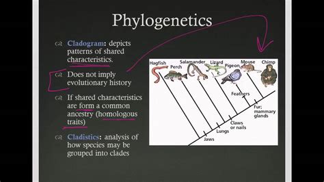 Phylogenetics Youtube