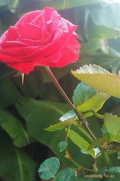 Lady’s Love. Lady’s Love | by Jeanilyn Bayon-on | Medium