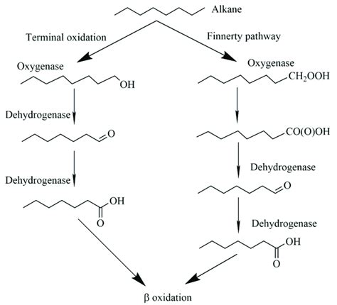 Two Aerobic Pathways Of Alkane Degradation By Acinetobacter Terminal