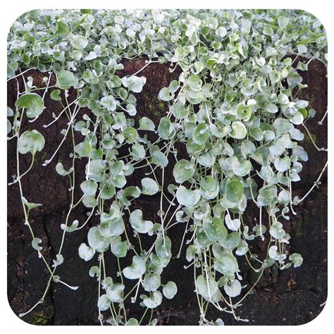 Dichondra Silver Fall Davenport Garden Centre