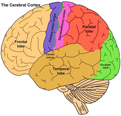 Cerebral Cortex - psychology project