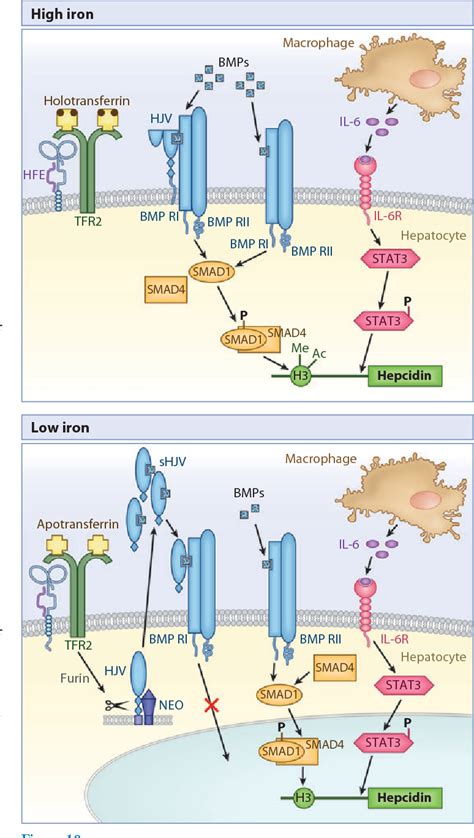 Figure From Regulation Of Hepcidin And Iron Overload Disease