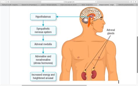 Biological Explanation Adrenaline And Acute Stress Flashcards Quizlet